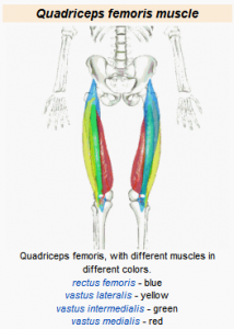 Štvorhlavý sval stehna - quadriceps femoris